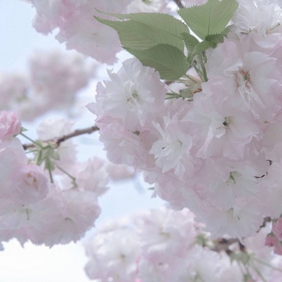 昆都仑FurryQQ群介绍